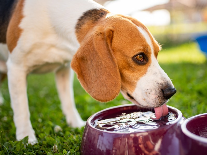 Hund trinkt Wasser nach dem Spielen