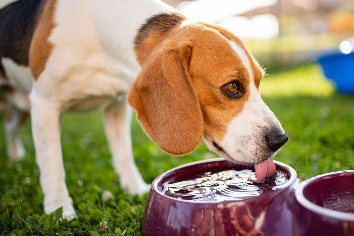 Hund trinkt Wasser nach dem Spielen