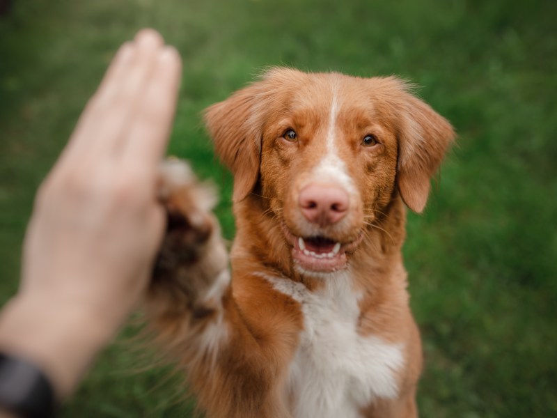 Hund lernt Zeichensprache