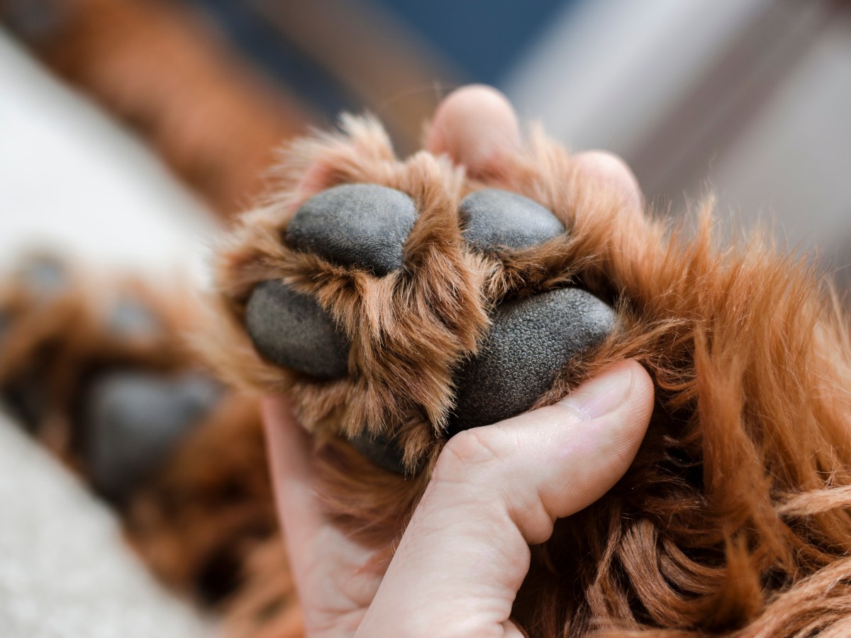 Fusselrasierer, um Hundehaare zwischen den Pfoten zu entfernen? Bitte niemals nachmachen!