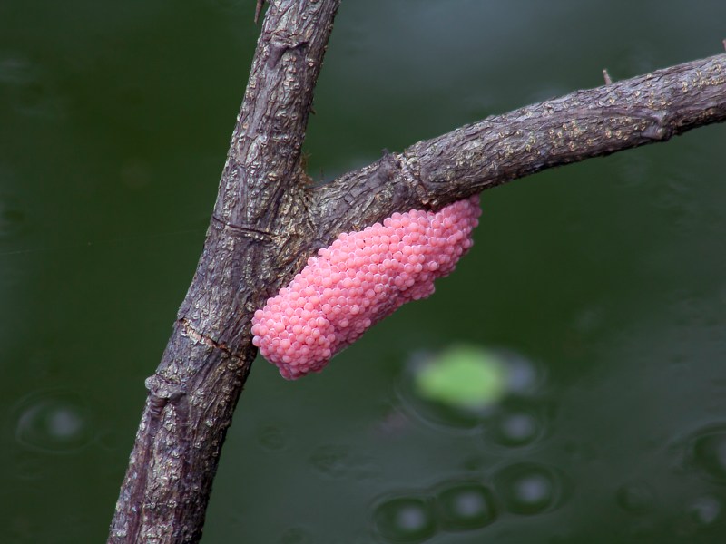 Die Eier haben eine tolle Farbe, das wars dann aber auch schon: Wer das hier in seinem Garten entdeckt, muss sofort handeln.