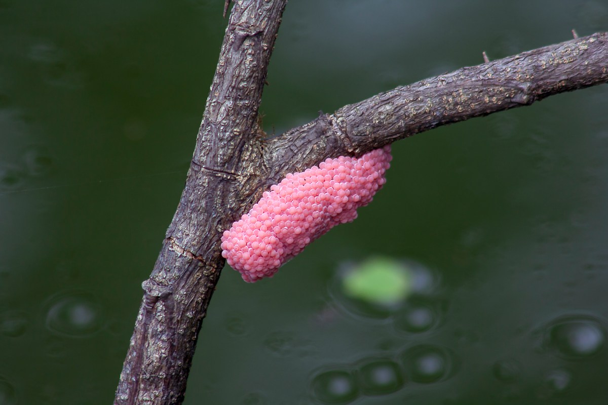 Die Eier haben eine tolle Farbe, das wars dann aber auch schon: Wer das hier in seinem Garten entdeckt, muss sofort handeln.