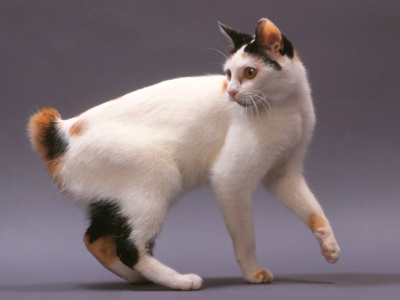 Japanese Bobtail