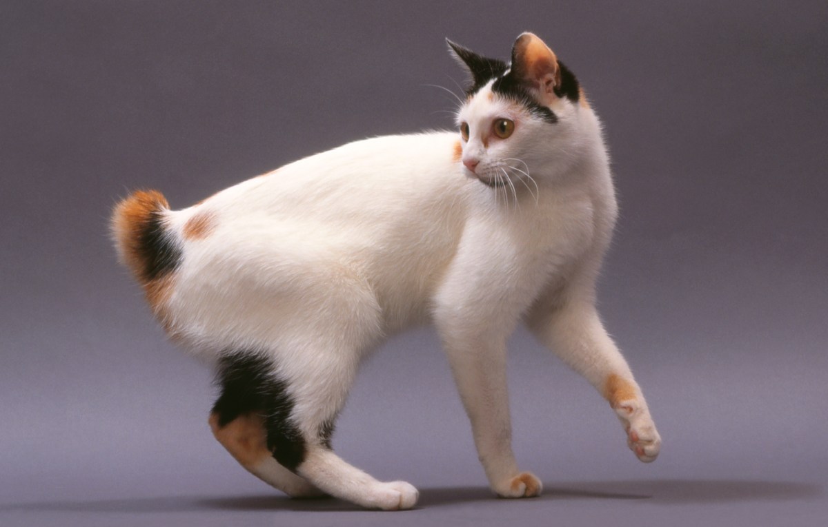 Japanese Bobtail