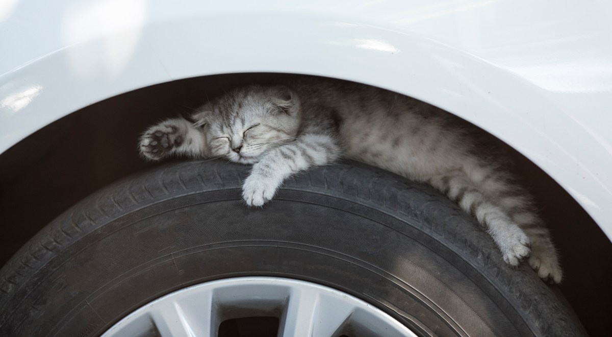 Katze schläft zwischen Auto und Reifen