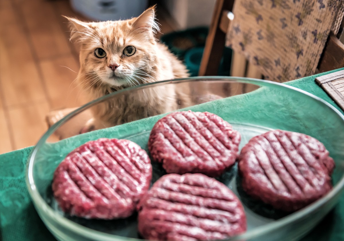 Katze schaut auf Teller mit Hackfleisch