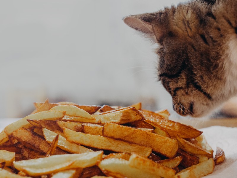 Katze riecht an Pommes