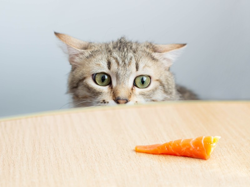 Katze schaut Lachs an, der auf dem Tisch liegt