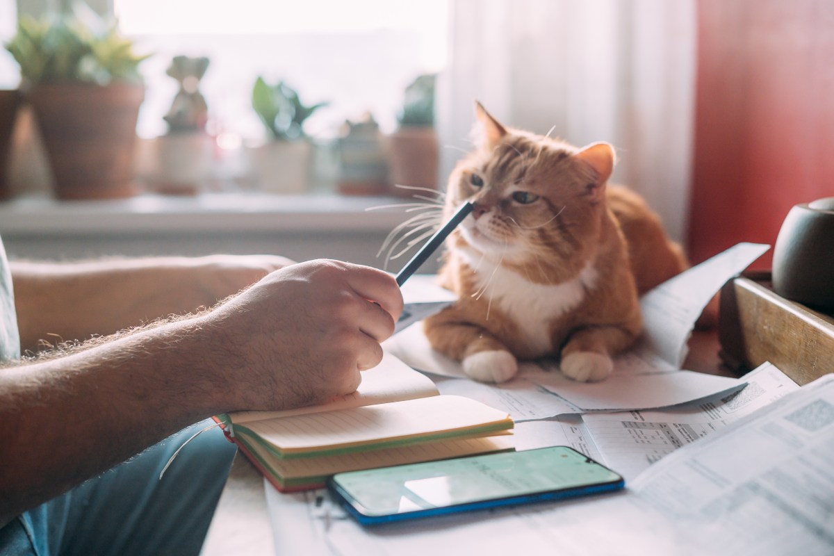 Katze liegt auf Schreibtisch