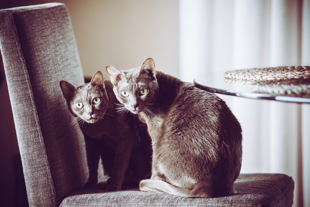 Korat Katzen sitzen auf einem Stuhl