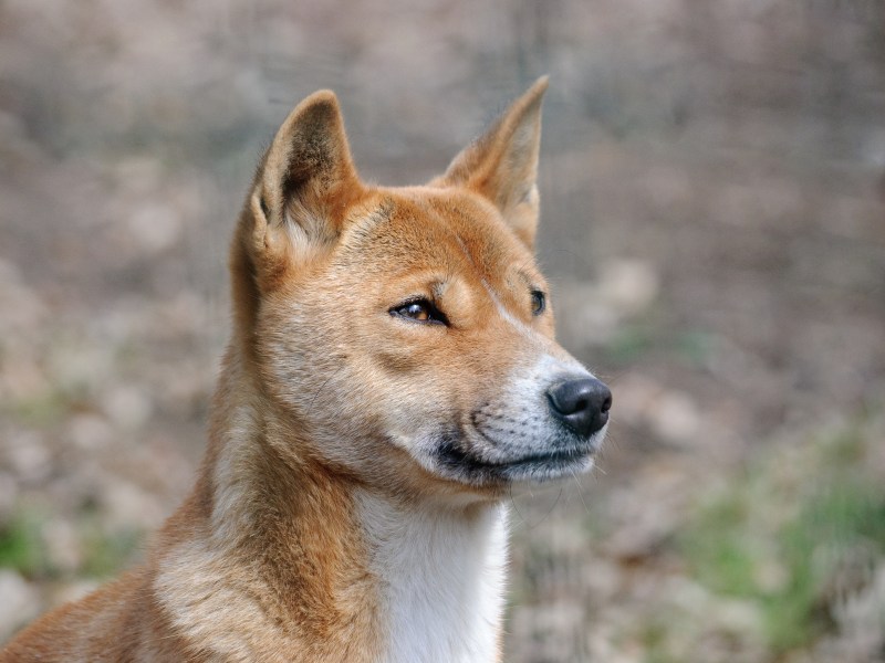 Neuguinea-Dingo