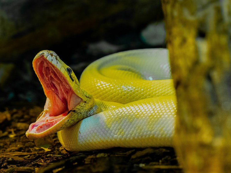 Python sperrt das Maul weit auf