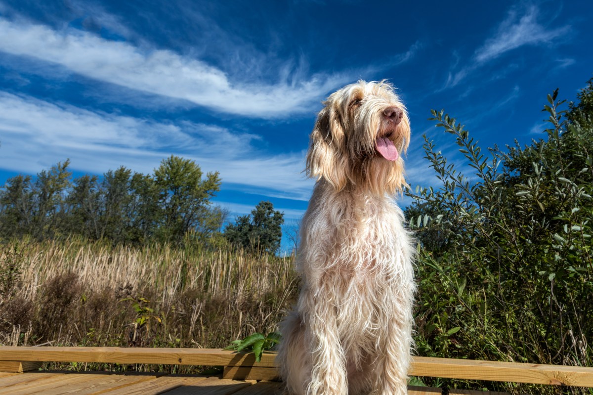 Spinone Italiano