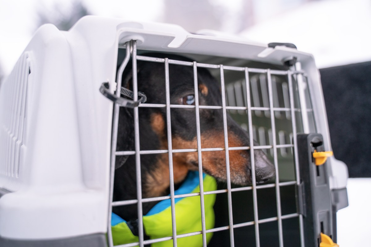 Hund in einer Transportbox