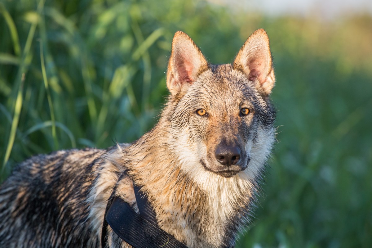 Tschechoslowakischer Wolfshund