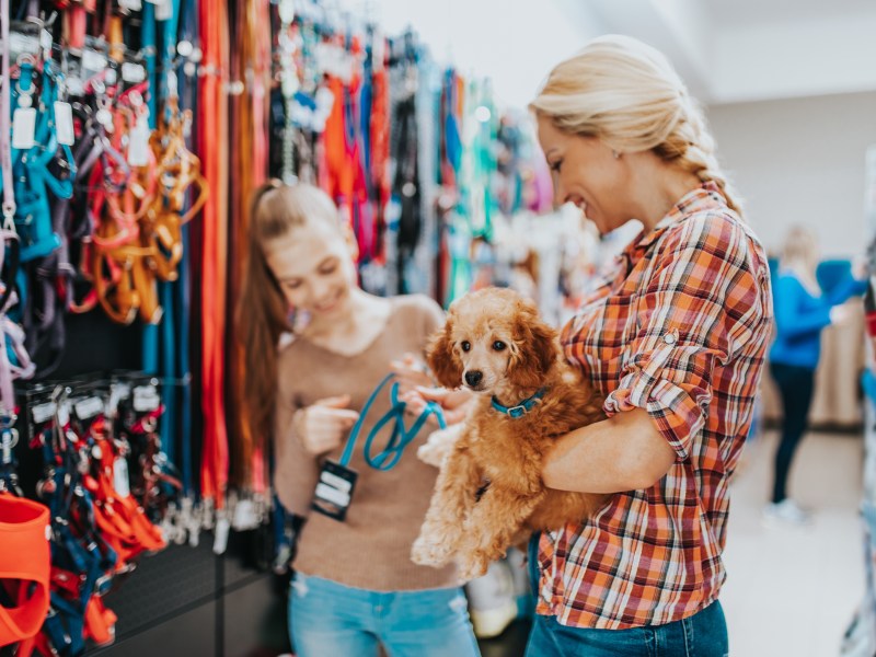 Erstausstattung Hund Checkliste