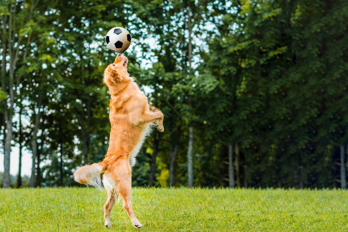 Hund mit Fußball