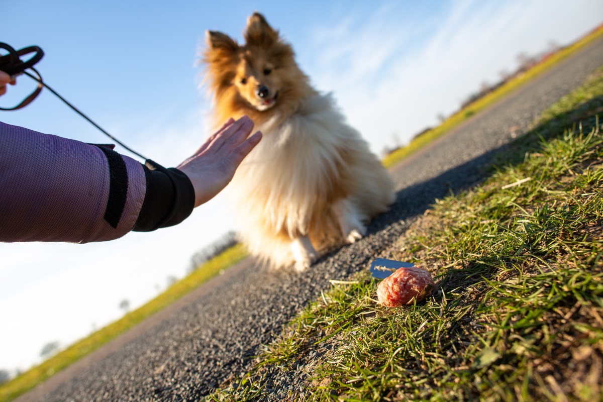 Giftköder Hund