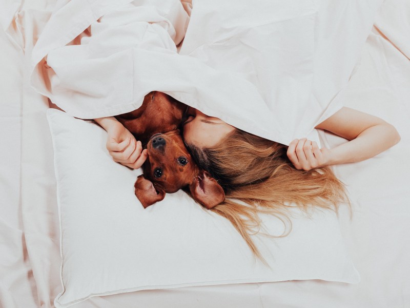 Hund schläft im Bett