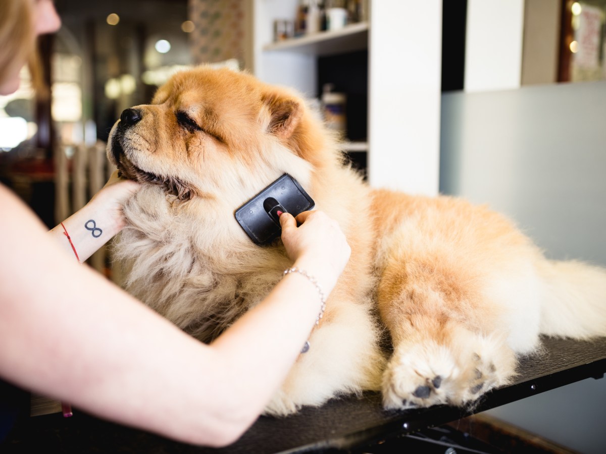 Hund bürsten: 6 Fehler, die fast alle Hundebesitzer dabei machen