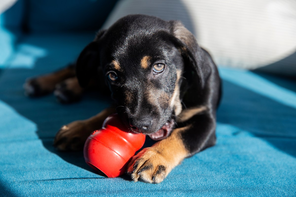 Hund mit Kong