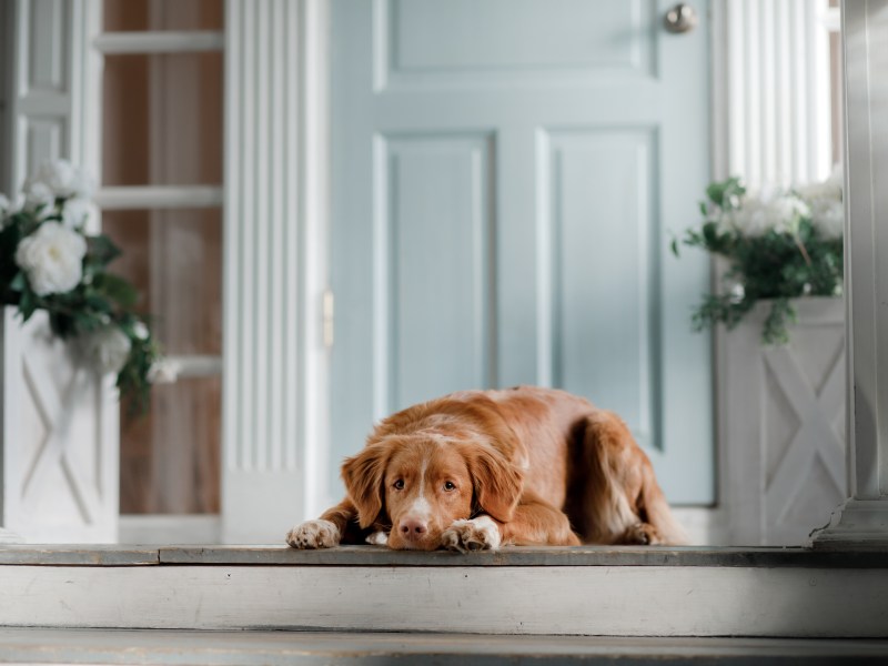 Hund verabschieden