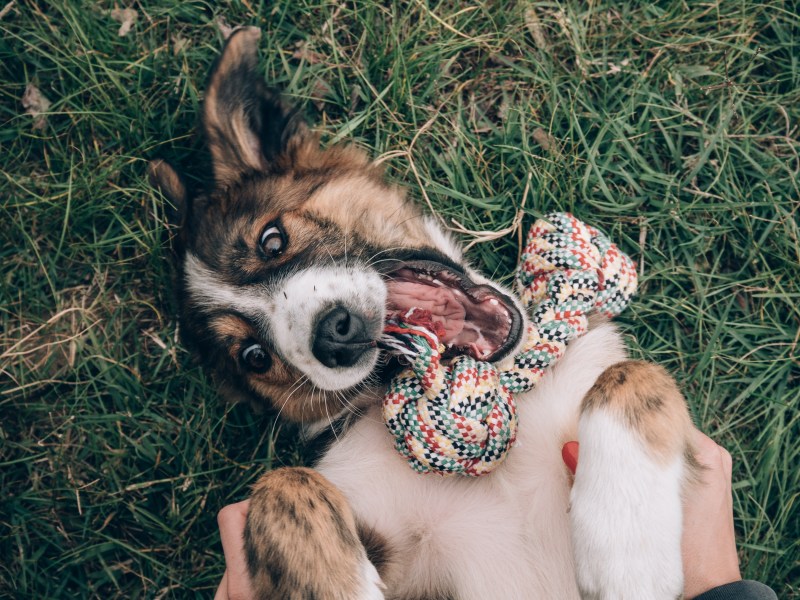 Hundespielzeug im Test