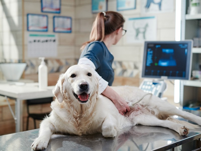 Hund auf dem OP-Tisch