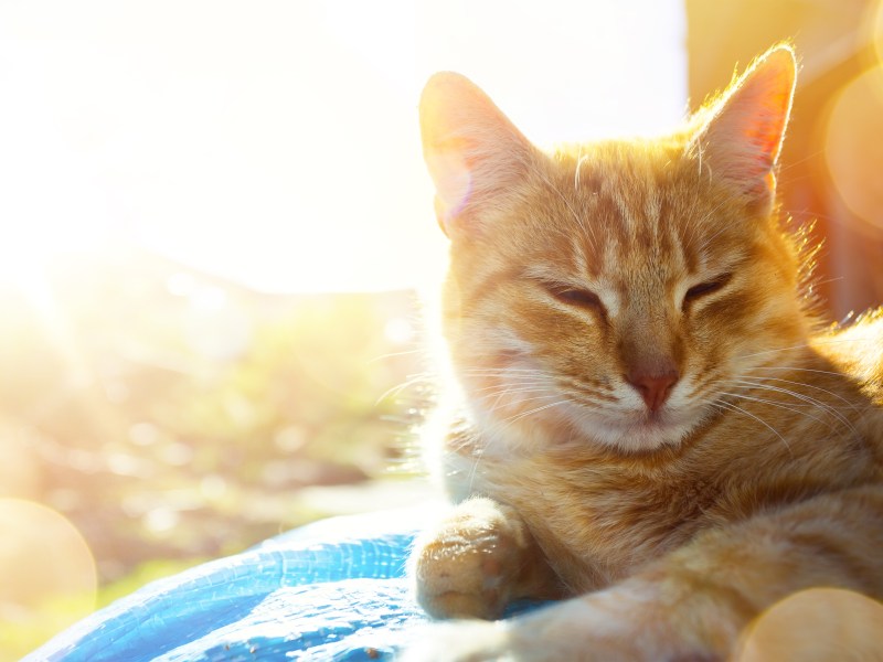 Katze liegt in der Sonne