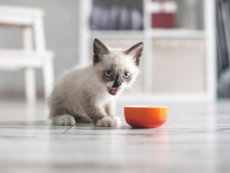 Katzenbabys frisst Futter aus einer Schale