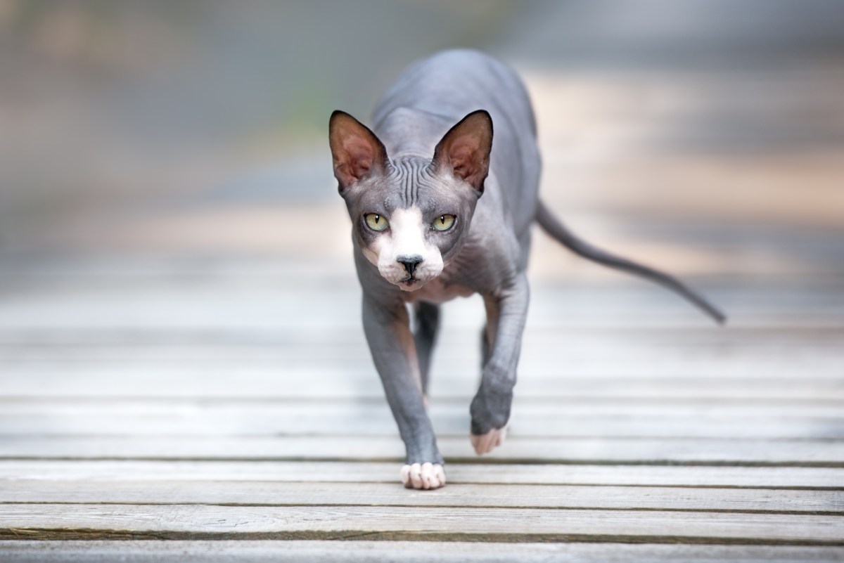 Katzenrassen pflegeleicht Nacktkatze