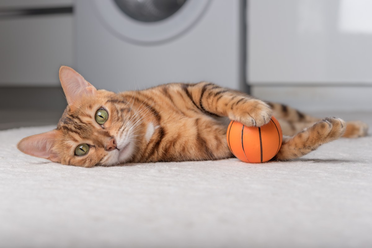 Katzenspielzeug elektrischer Basketball