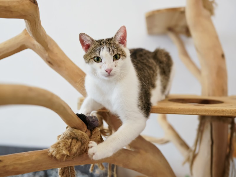 Katze sitzt auf einem Kratzbaum aus Holz