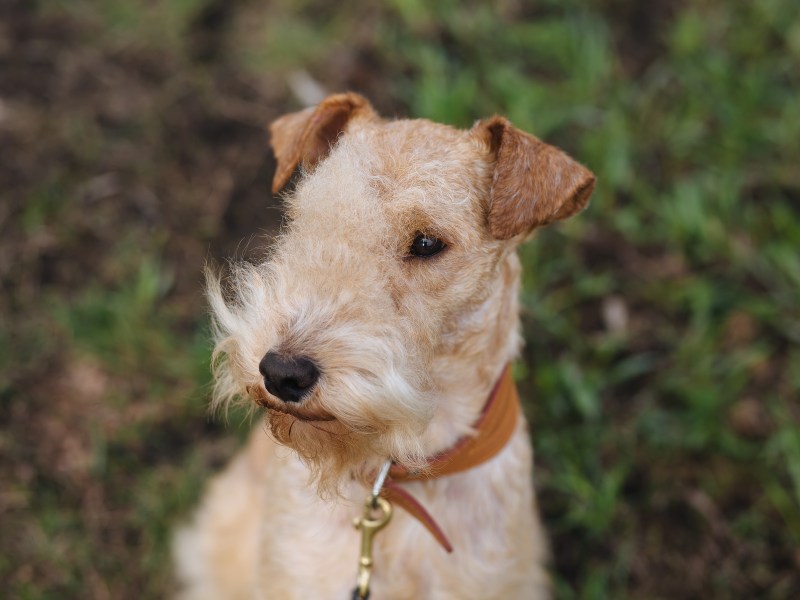 Lakeland Terrier