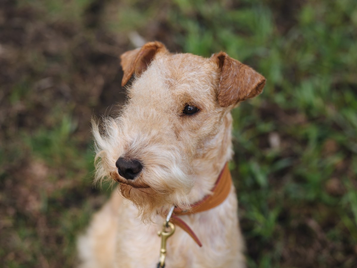 Der ultimative Lakeland Terrier Steckbrief: Alles, was du wissen musst