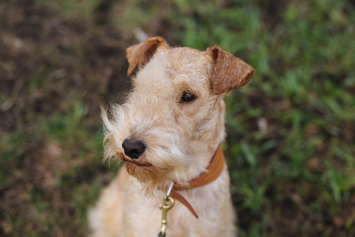 Lakeland Terrier