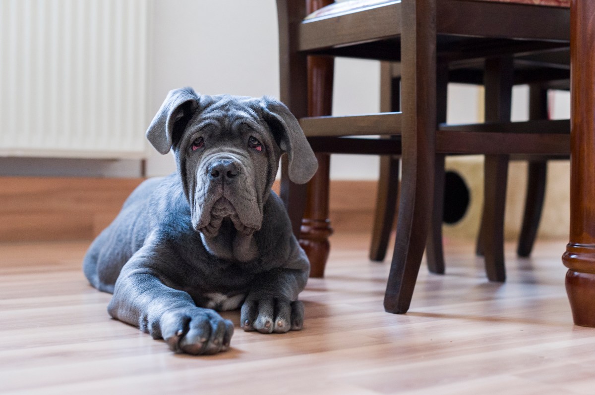 Mastino Napoletano