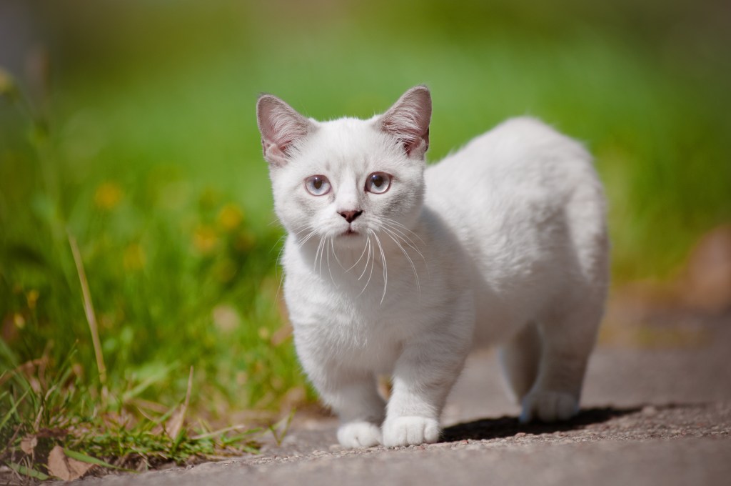 Munchkin Katze auf einem Gehweg