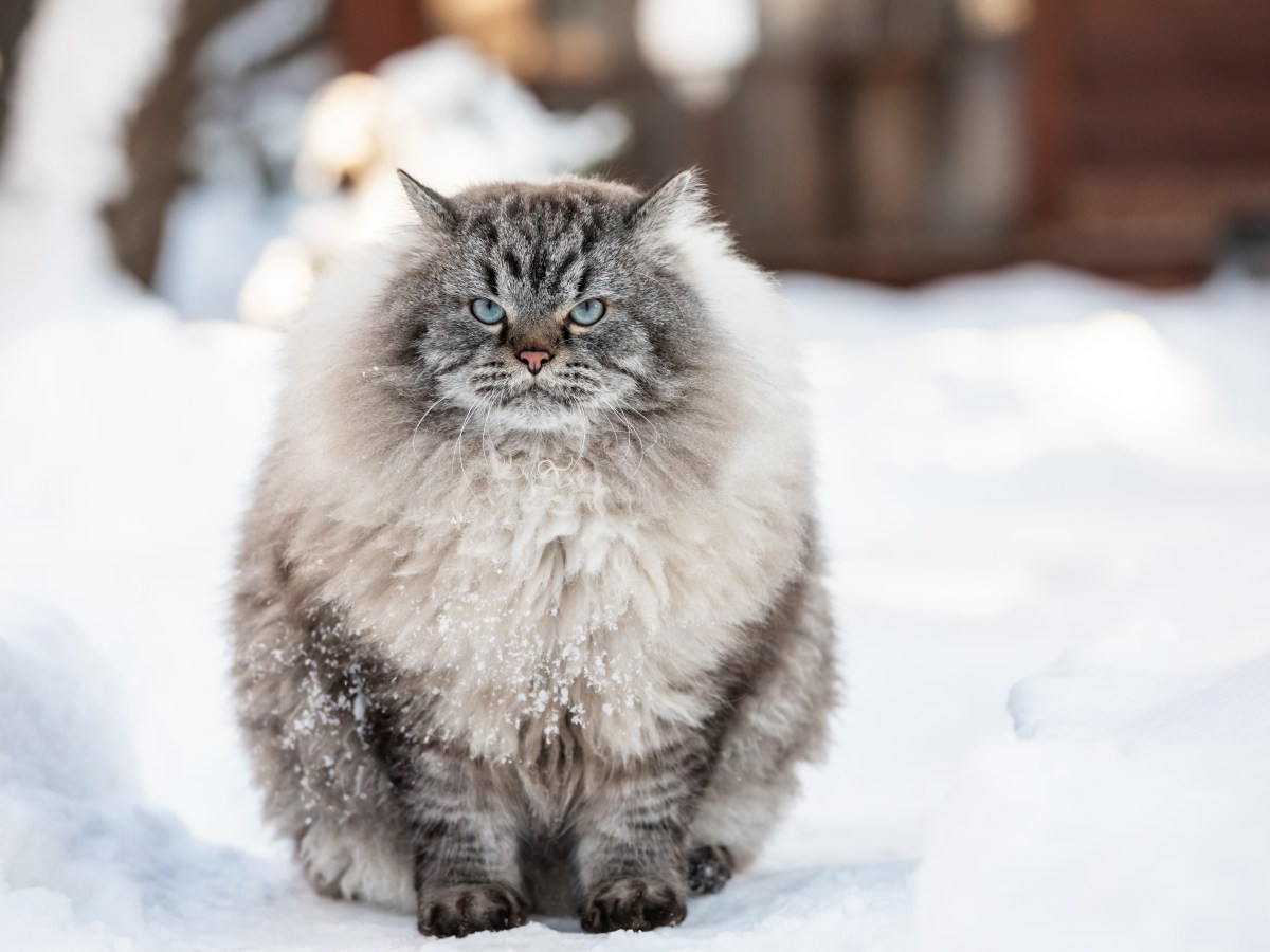 Neva Masquerade: Die flauschige Katzenrasse, die alle Allergiker lieben werden