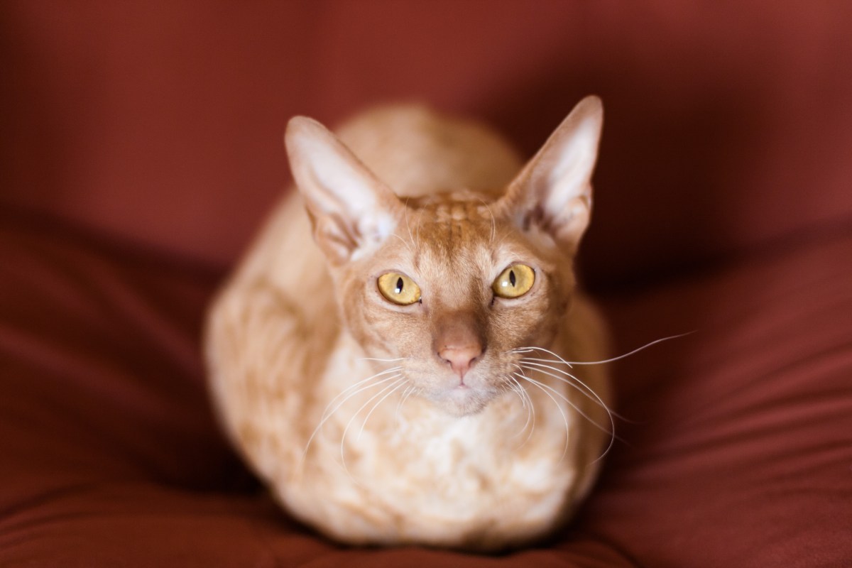 Peterbald Katze auf dem Sofa