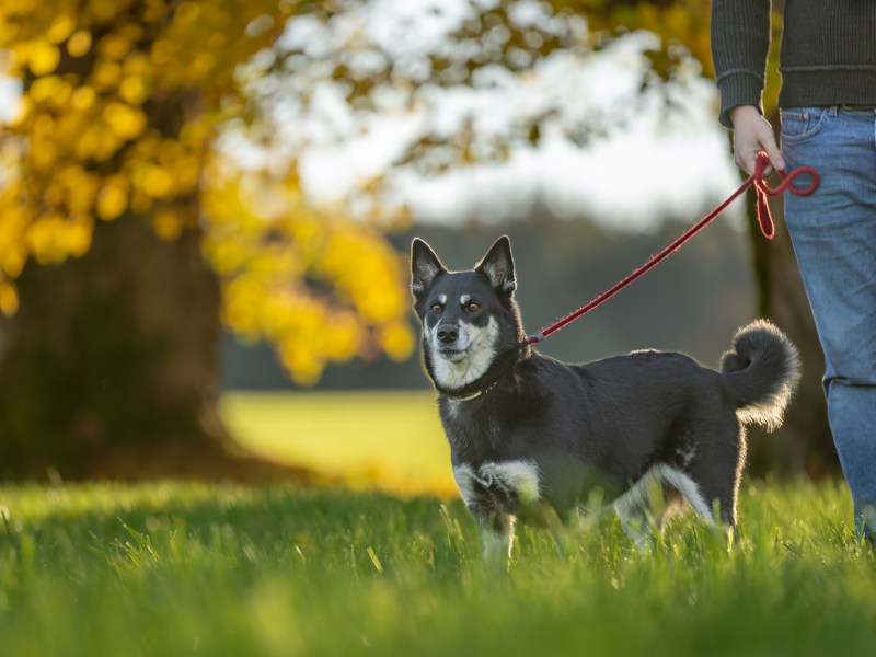 Lappländischer Rentierhund