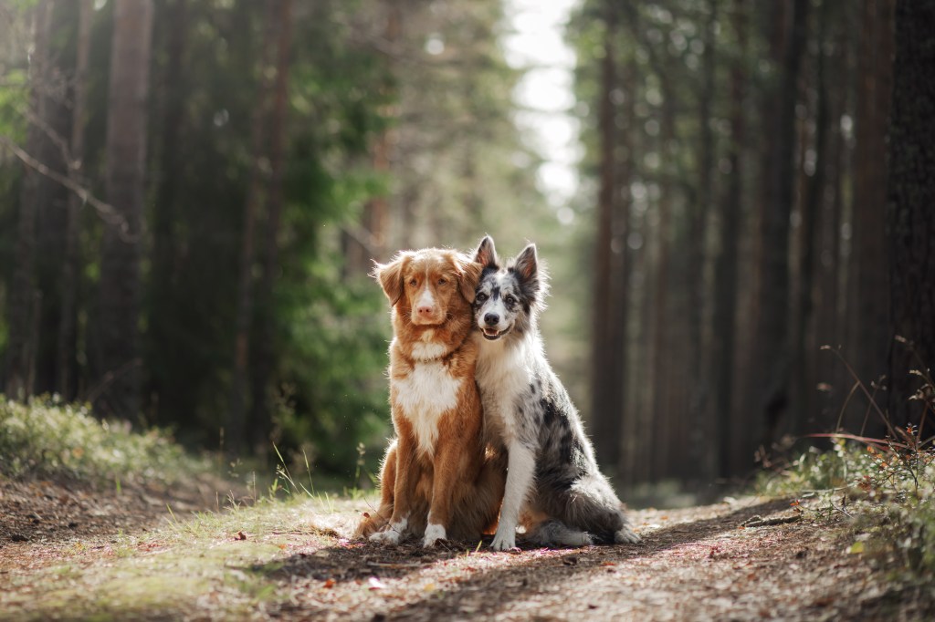 zwei Hunde