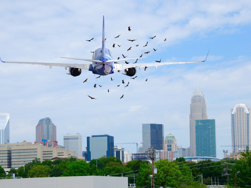 Flugzeug: Wie gefährlich ist ein Vogelschlag?