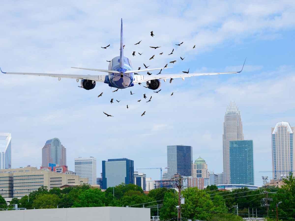 Flugzeug: Wie gefährlich ist ein Vogelschlag?