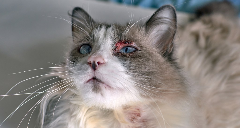 Katze mit Augenkrankheit blutigem Auge