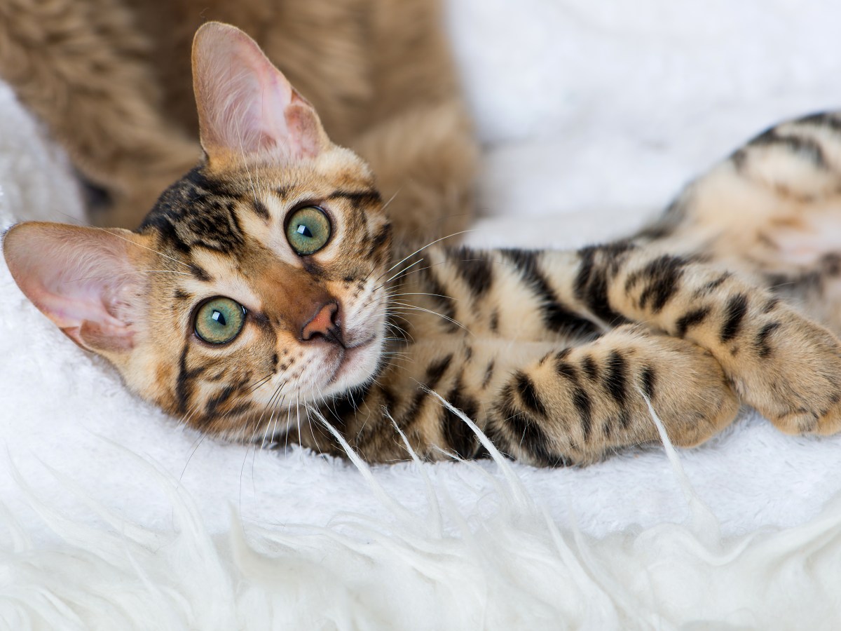 Bengal Katze kaufen: 3 Geheimtipps zur Zucht und Haltung