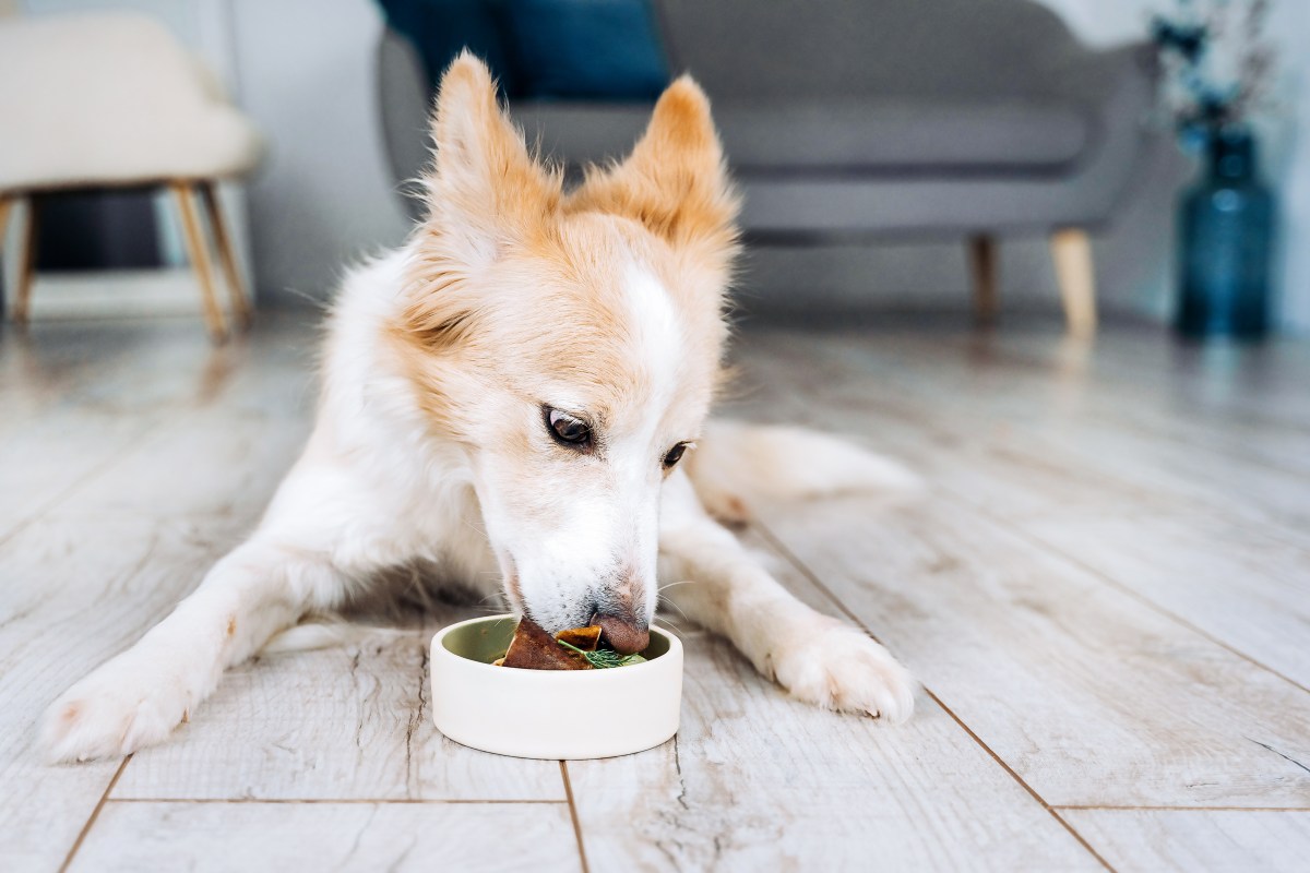 Futter Hundezubehör