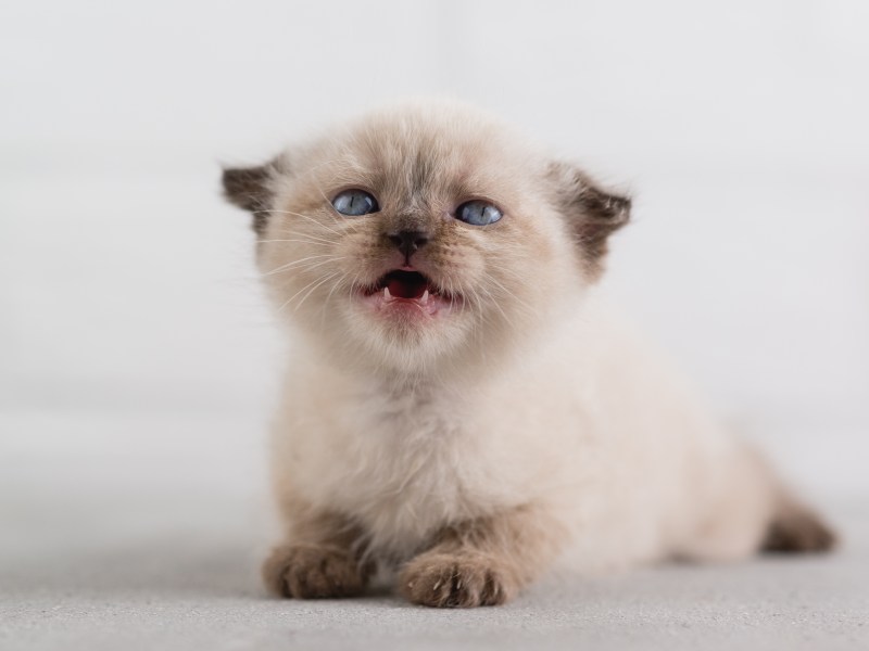 Kitten mit Milchzähnen und Zahnlücke