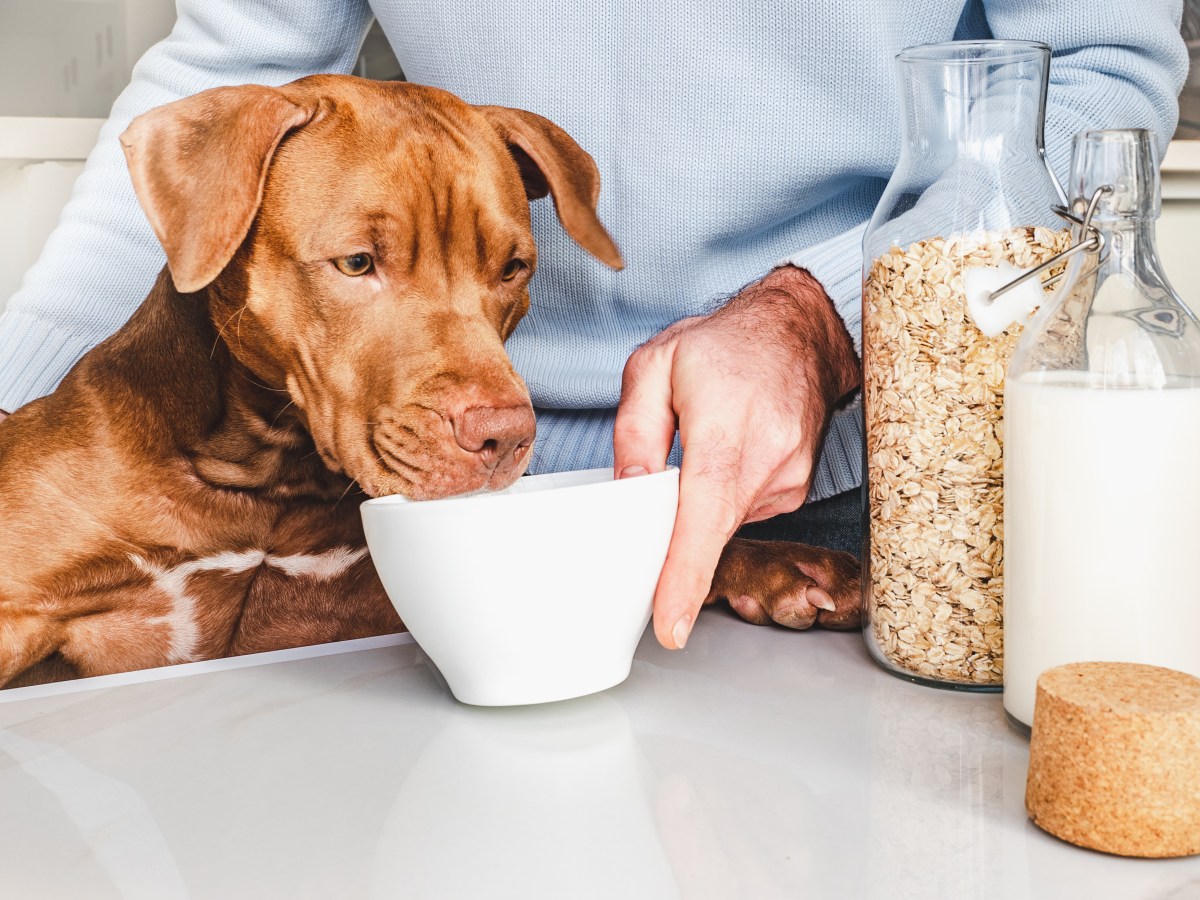 Hund: Warum Haferflocken Superfood für Hunde sind