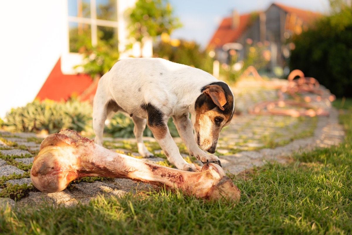 Hund beim Knochen-Essen